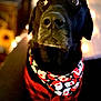 animal, bandana, black_dog, canine, christmas, close_up, cozy, cute, decorative, dog, festive, holiday, indoors, looking_up, pet, plaid, portrait, red_clothing, santa_claus_pattern, warm_lighting