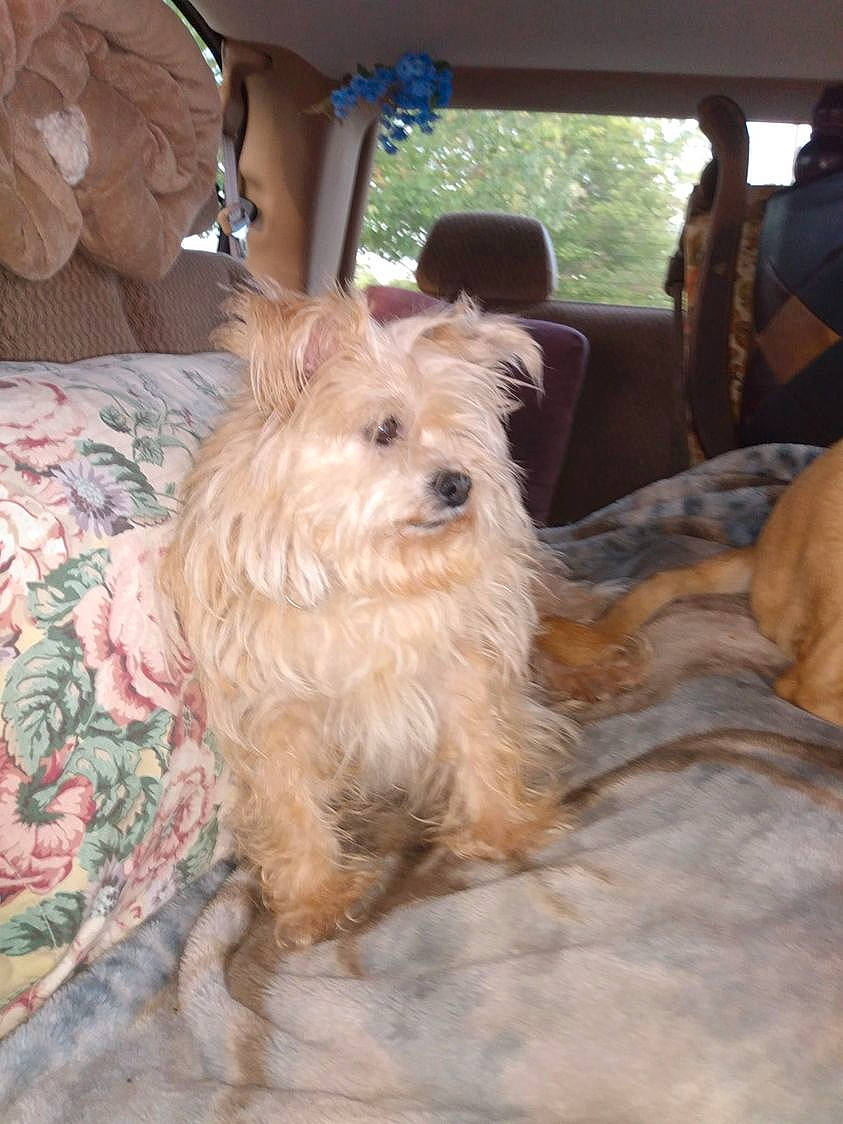 Bela Ruby joined the competition — help win amazing prizes! canidae, car, carnivore, companion_dog, dog, dog_breed, dog_supply, fawn, fur, liver, non_sporting_group, small_terrier, sporting_group, terrier, toy_dog, vehicle, wood, working_animal, yorkipoo, yorkshire_terrier