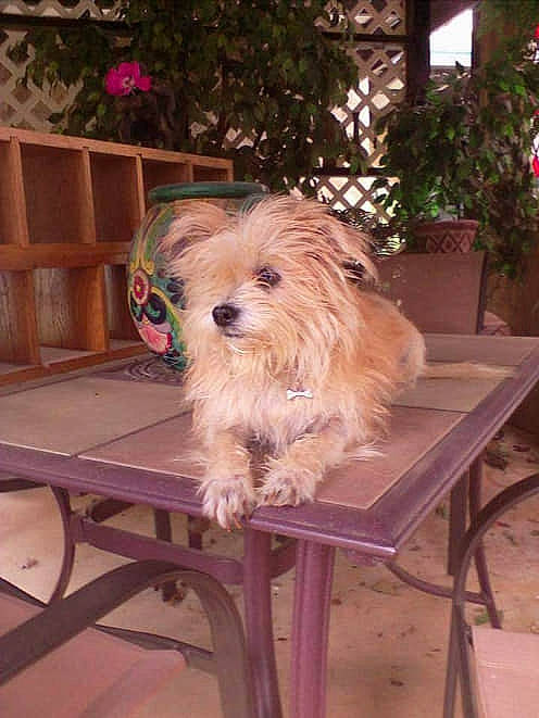 Bela Ruby joined the competition — help win amazing prizes! biewer_terrier, canidae, carnivore, chair, companion_dog, dog, dog_breed, flooring, fur, hardwood, outdoor_furniture, plant, small_terrier, sporting_group, table, terrier, toy_dog, wood, working_animal, yorkipoo