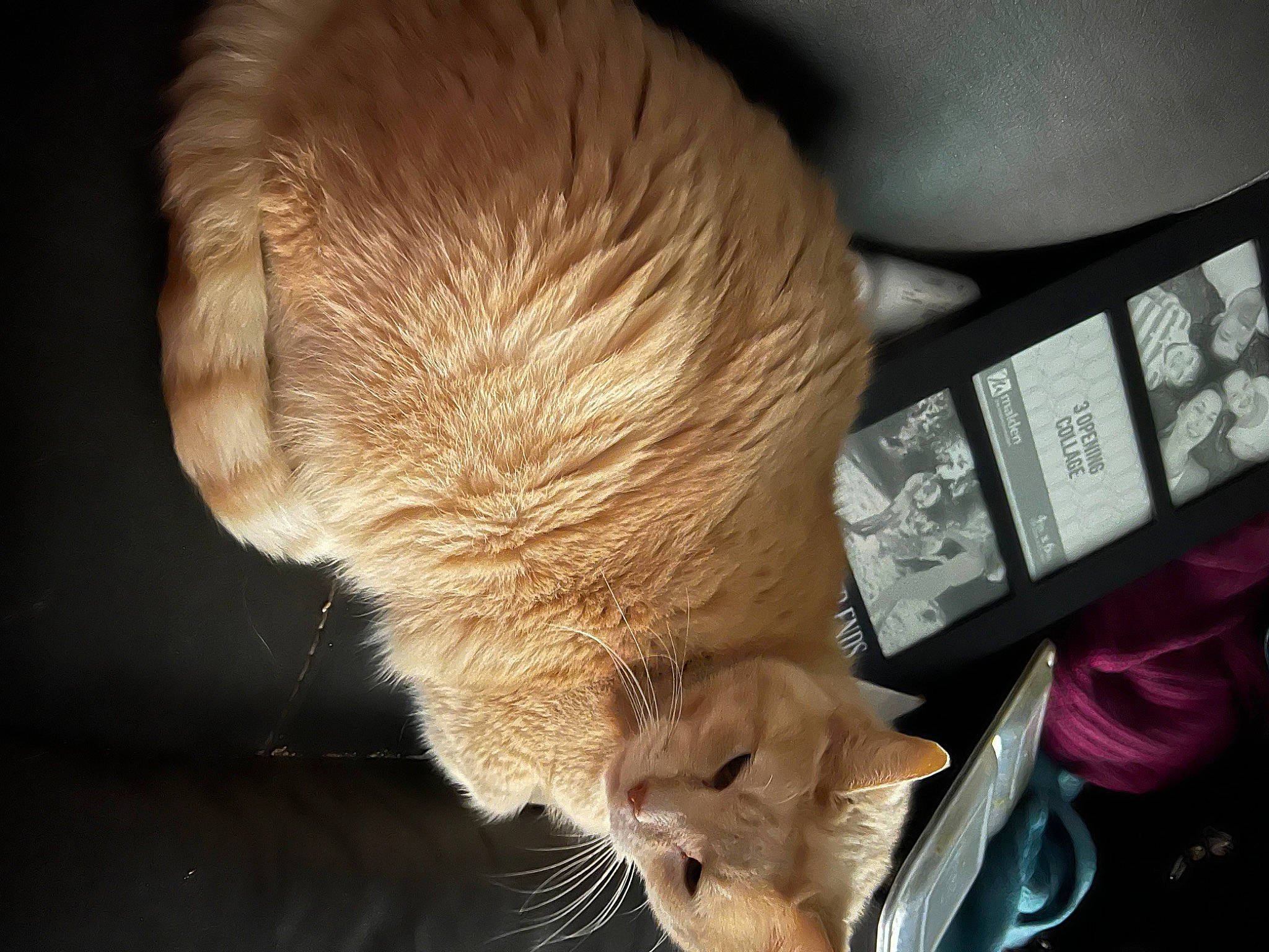 Peanut joined the competition — help win amazing prizes! carnivore, cat, claw, comfort, domestic_short_haired_cat, ear, fawn, felidae, fur, paw, remote_control, small_to_medium_sized_cats, snout, tail, terrestrial_animal, whiskers, window, wood