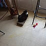 Pépito participe au concours pour gagner de l'argent avec cette photo : cat, black_and_white, scratcher_pad, toy, feathers, red_ball, tiled_floor, window, curtains, wooden_shelf, elephant_figurine, indoor, pet, furniture, playful, animal, looking_back, floor, light, home