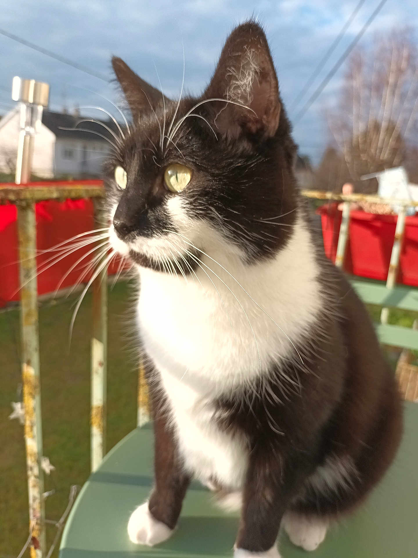 Pépito
