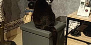Pépito a rejoint le concours — aidez-le/la à gagner de superbes lots ! cat, black_and_white_cat, ottoman, lamp, portrait, table, chair, telephone, decor, floor, wall, furniture, indoor, home, curious, animal, pet, sitting, looking_back, cozy