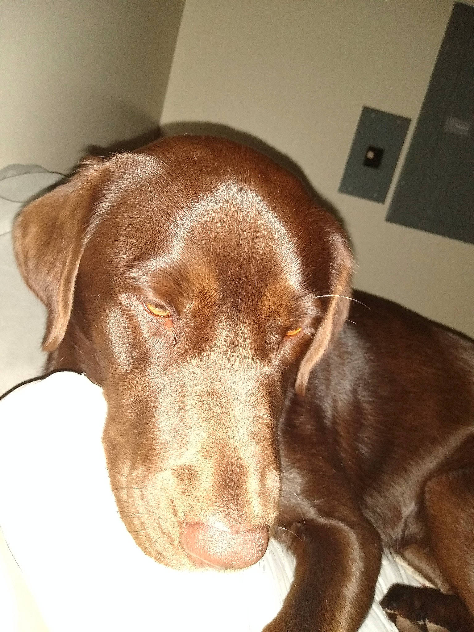 Charlie Rose is registered to the contest to win money with this photo: beagador, canidae, carnivore, dog, dog_breed, ear, fur, labrador_retriever, liver, mammal, nose, pointing_breed, puppy, retriever, snout, sporting_group, vertebrate, vizsla