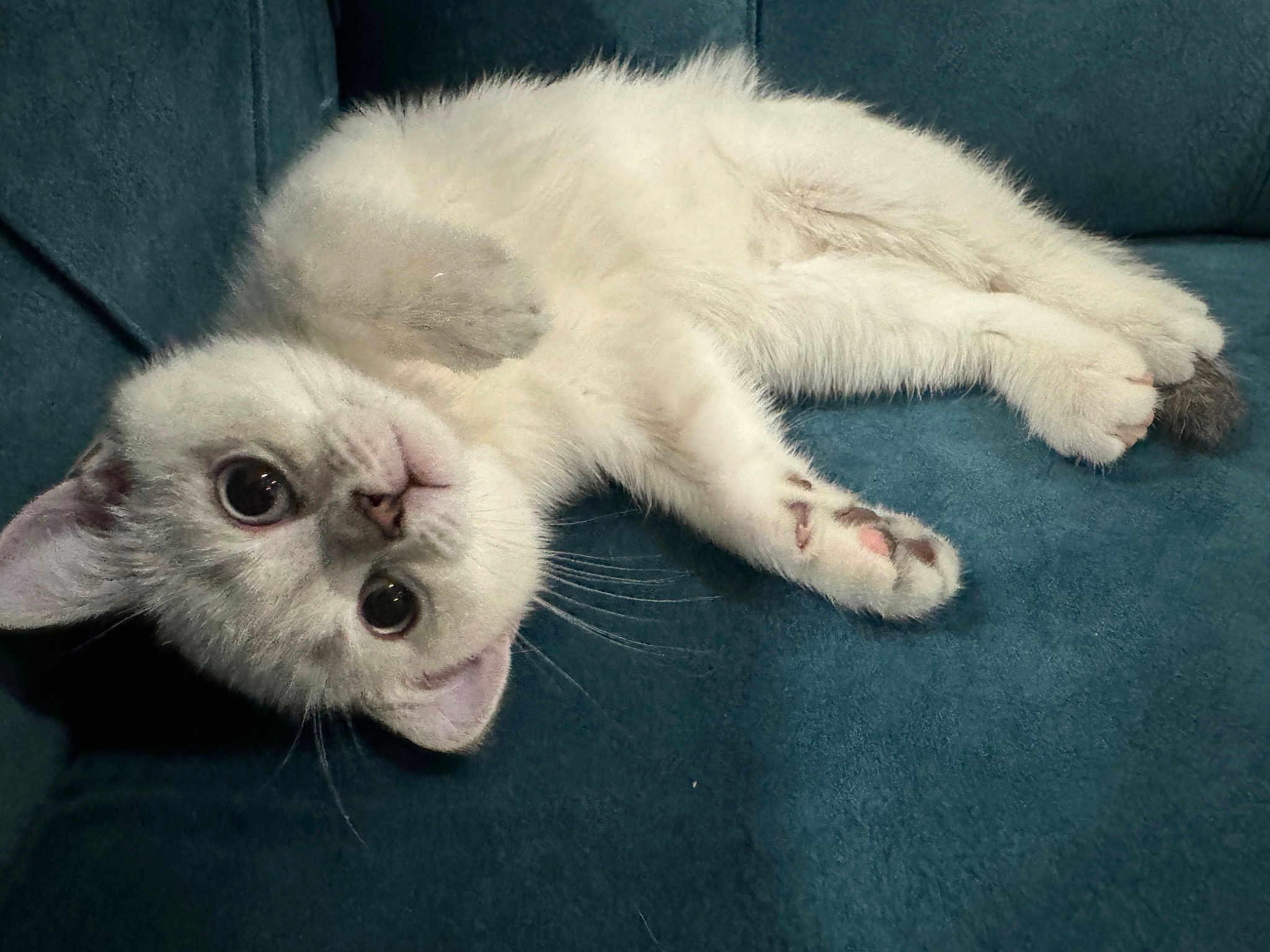 Gigi