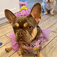 Darla is registered to the contest to win money with this photo: dog, french_bulldog, tutu, birthday, party, costume, purple, indoor, tile_floor, pet, cute, animal, small_dog, white_dog, background, portrait, celebration, ears, face, looking