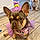 Darla