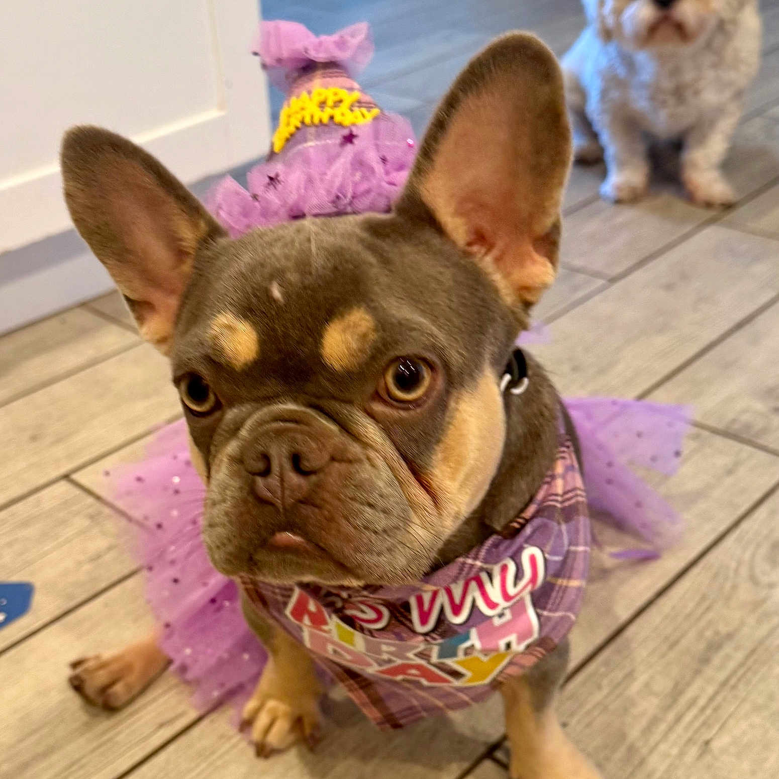 Darla is registered to the contest to win money with this photo: dog, french_bulldog, tutu, birthday, party, costume, purple, indoor, tile_floor, pet, cute, animal, small_dog, white_dog, background, portrait, celebration, ears, face, looking
