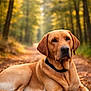 dog, labrador, golden_retriever, forest, autumn, leaves, path, outdoor, nature, animal, pet, canine, relaxed, lying_down, collar, tree, fall, sunlight, woods, scenery