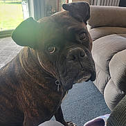 Benjamin is registered to the contest to win money with this photo: dog, brindle, indoor, carpet, couch, slipper, window, natural_light, pet, animal, fur, collar, floor, curious, head_tilt, paw, living_room, cozy, domestic, companion