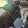 dog, brindle, indoor, carpet, couch, slipper, window, natural_light, pet, animal, fur, collar, floor, curious, head_tilt, paw, living_room, cozy, domestic, companion