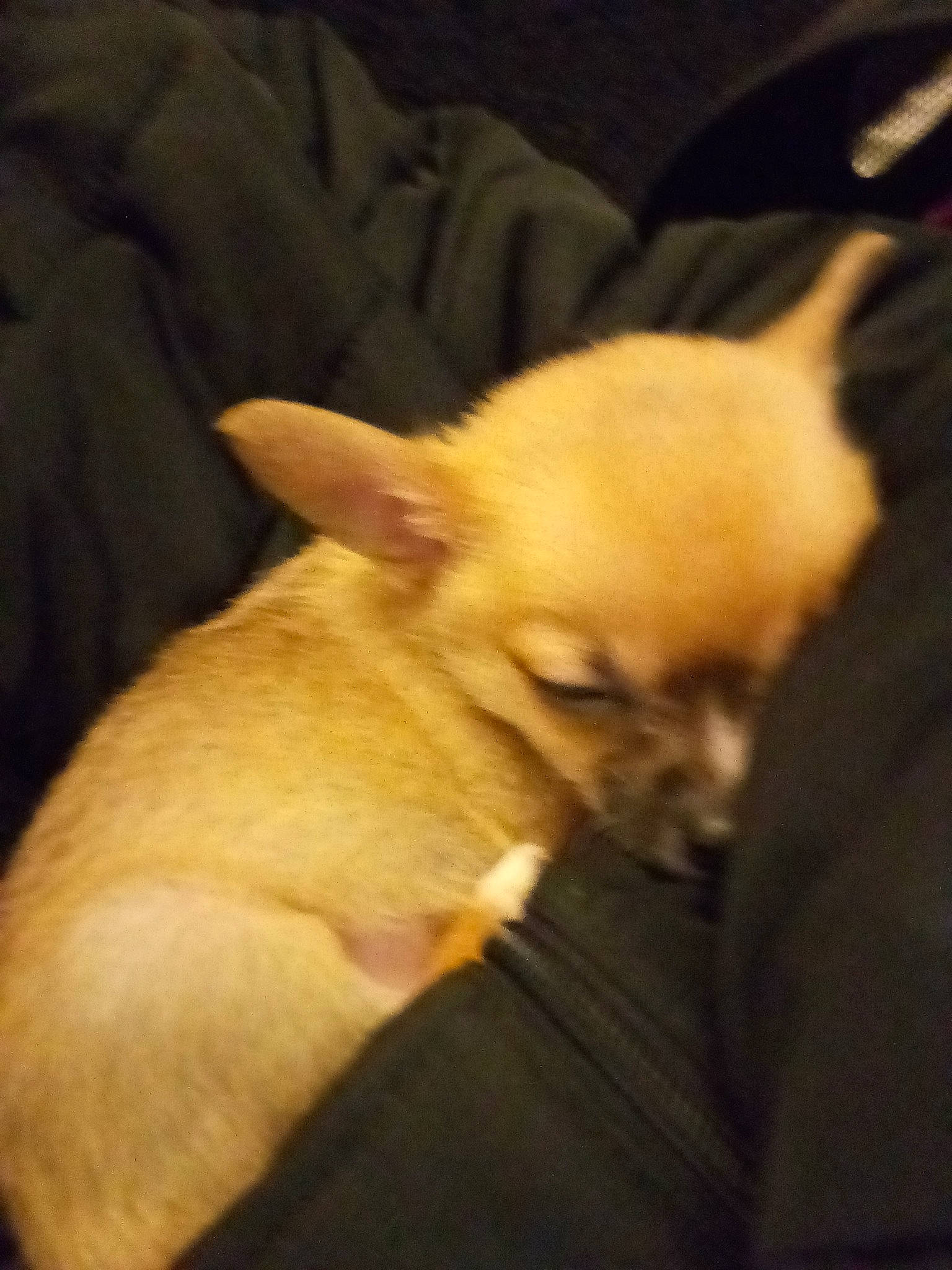 Borgn a rejoint le concours — aidez-le/la à gagner de superbes lots ! canidae, carnivore, chihuahua, comfort, companion_dog, corgi_chihuahua, dog, dog_breed, fawn, fur, german_spitz, non_sporting_group, pomeranian, snout, spitz, sporting_group, terrestrial_animal, toy_dog, whiskers, working_animal