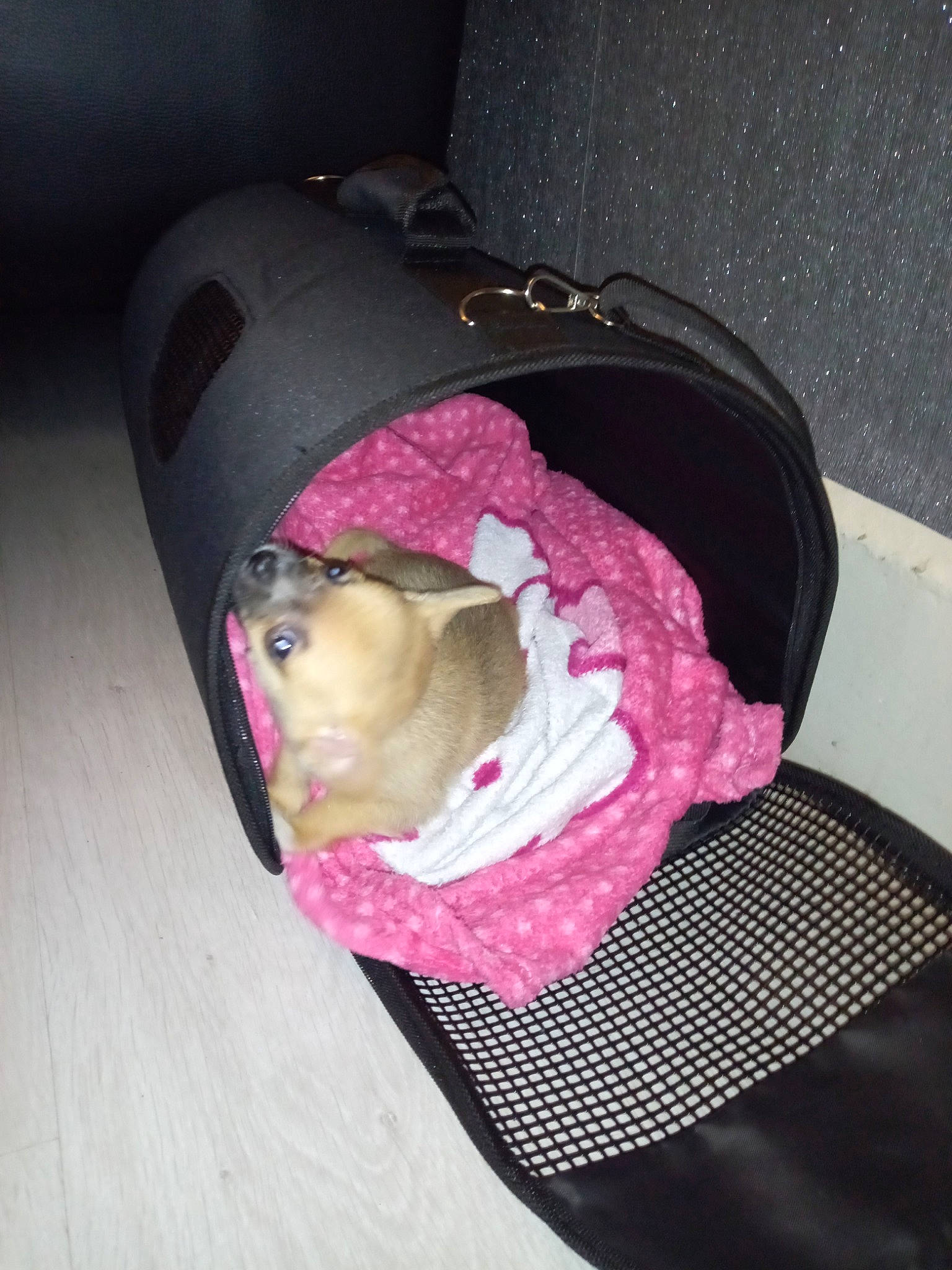 Borgn a rejoint le concours — aidez-le/la à gagner de superbes lots ! audio_equipment, baby_carriage, baby_products, bag, baggage, car_seat, carnivore, comfort, companion_dog, dog, dog_supply, fashion_accessory, fawn, headgear, luggage_and_bags, magenta, pink, purple, stuffed_toy, toy