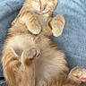 Taiga a rejoint le concours — aidez-le/la à gagner de superbes lots ! cat, kitten, orange_tabby, sleeping, cute, fluffy, feline, pet, animal, belly_up, paws, pink_nose, closed_eyes, tail, fur, lap, jeans, indoor, cozy, portrait
