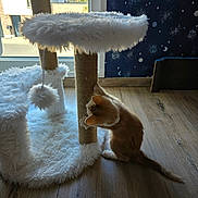 Taiga participe au concours pour gagner de l'argent avec cette photo : cat, orange_cat, fluffy, pet, scratching_post, cat_tree, climbing, playing, indoors, home, sunlight, window, wooden_floor, space_theme, stars, planets, hanging_toy, furry, animal, cute