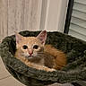cat, kitten, ginger_cat, orange_fur, feline, pet, animal, face, eyes, whiskers, ears, nose, indoors, hammock, pet_bed, plush, cozy, resting, portrait, window