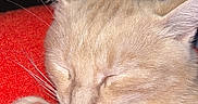 Taiga a rejoint le concours — aidez-le/la à gagner de superbes lots ! cat, sleeping, kitten, cream_colored, red_blanket, paw, pink_paw_pads, whiskers, closed_eyes, feline, pet, cozy, indoors, close_up, portrait, relaxed, resting, fur, ears, cuddly