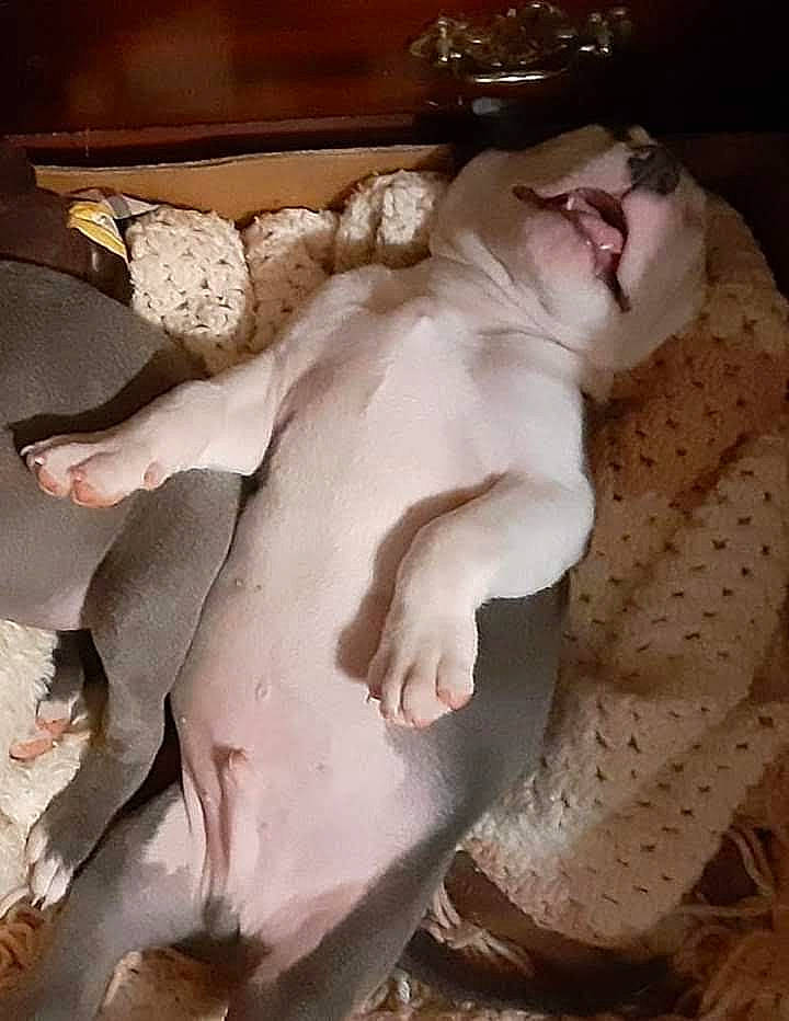 Bullet is registered to the contest to win money with this photo: art, canidae, carving, chest, comfort, fawn, felidae, fur, jaw, linens, nap, paw, sculpture, small_to_medium_sized_cats, snout, statue, trunk, visual_arts, whiskers, wood