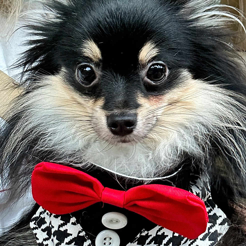Yogi is registered to the contest to win money with this photo: accessories, animal, bag, bandana, bowtie, canine, chihuahua, cockerspaniel, couch, dog, formalwear, furniture, glasses, handbag, headband, papillon, pet, puppy, purse, tie