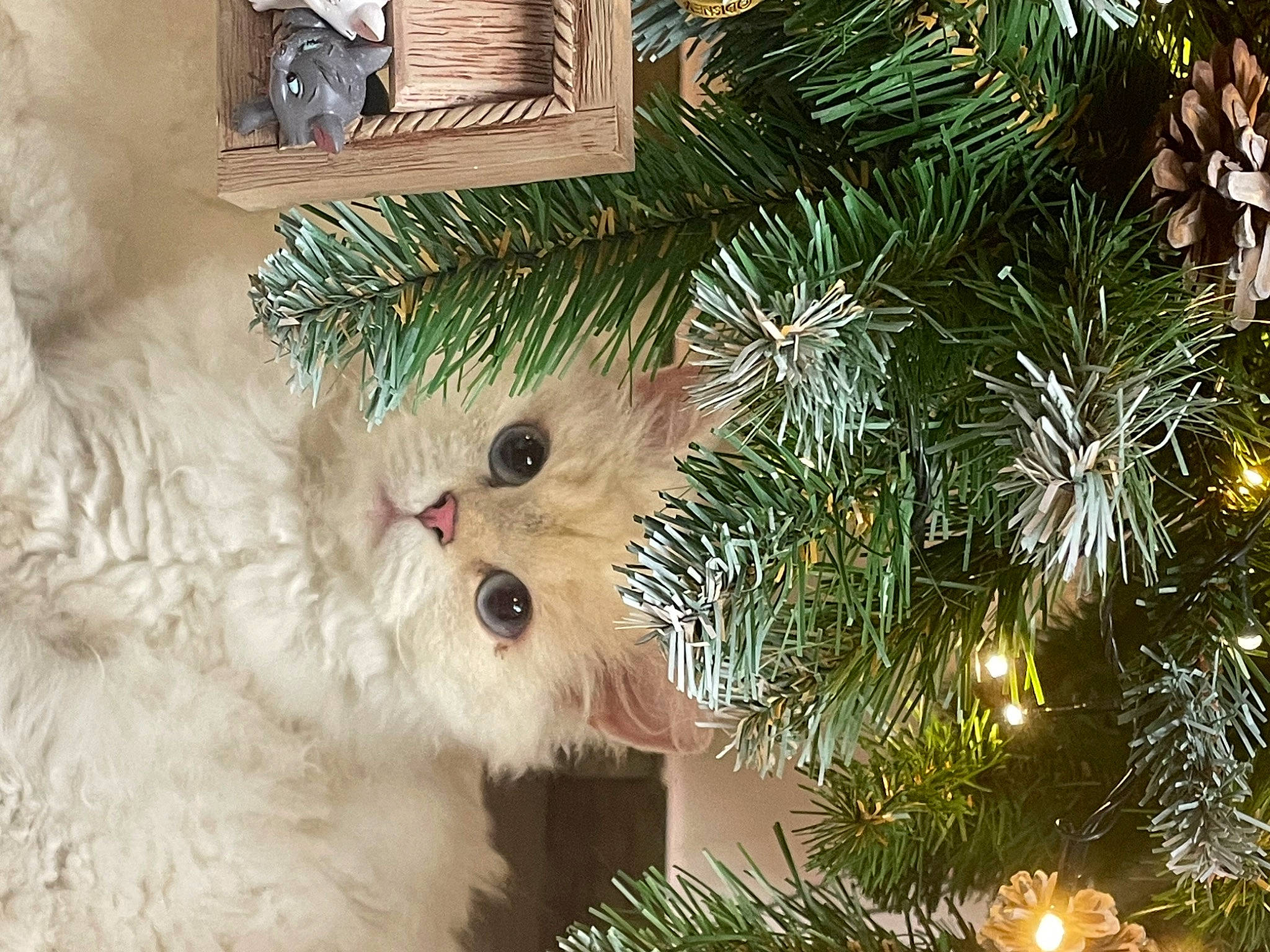 Aria participe au concours pour gagner de l'argent avec cette photo : cat, christmas, christmas_decoration, christmas_eve, christmas_ornament, christmas_tree, conifer, event, evergreen, felidae, fur, grass, holiday, holiday_ornament, ornament, plant, small_to_medium_sized_cats, twig, whiskers, winter