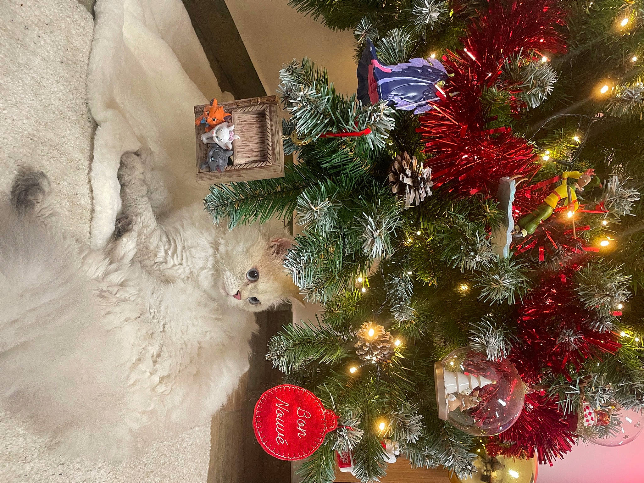 Aria a rejoint le concours — aidez-le/la à gagner de superbes lots ! christmas, christmas_decoration, christmas_eve, christmas_ornament, christmas_tree, conifer, event, evergreen, felidae, holiday, holiday_ornament, interior_design, light, ornament, plant, tradition, tree, twig, whiskers, winter