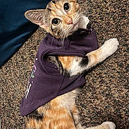 Sage is registered to the contest to win money with this photo: animal, calico, carpet, cat, curious, cute, domestic_cat, fur, indoor, looking_up, mammal, paw, pet_clothing, portrait, purple_sweater, relaxed, soft_texture, whiskers, wide_eyes, young_cat