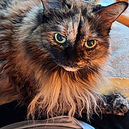 Maya a rejoint le concours — aidez-le/la à gagner de superbes lots ! cat, tortoiseshell, long_hair, green_eyes, pet, animal, feline, indoor, cozy, fur, whiskers, person, lap, table, cup, close_up, portrait, relaxed, soft_light, warm_colors