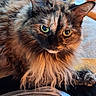 cat, tortoiseshell, long_hair, green_eyes, pet, animal, feline, indoor, cozy, fur, whiskers, person, lap, table, cup, close_up, portrait, relaxed, soft_light, warm_colors