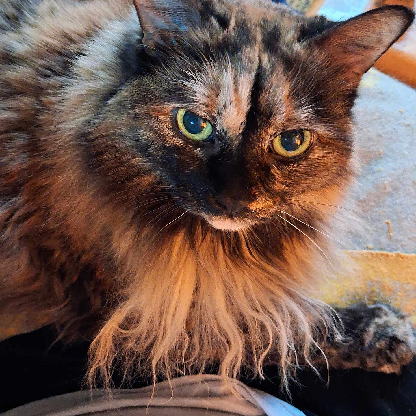 Maya a rejoint le concours — aidez-le/la à gagner de superbes lots ! cat, tortoiseshell, long_hair, green_eyes, pet, animal, feline, indoor, cozy, fur, whiskers, person, lap, table, cup, close_up, portrait, relaxed, soft_light, warm_colors