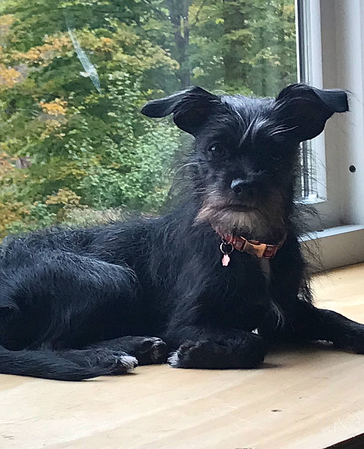 Tootsie joined the competition — help win amazing prizes! canidae, carnivore, collar, companion_dog, dog, dog_breed, ear, fur, plant, snout, sporting_group, terrestrial_animal, working_animal