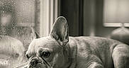 Luna is registered to the contest to win money with this photo: dog, french_bulldog, window, rain, cushion, indoor, pet, sad, resting, monochrome, black_and_white, animal, close_up, portrait, fur, ears, floor, lamp, home, quiet
