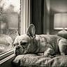 dog, french_bulldog, window, rain, cushion, indoor, pet, sad, resting, monochrome, black_and_white, animal, close_up, portrait, fur, ears, floor, lamp, home, quiet