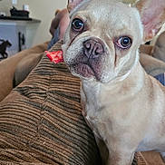 Luna is registered to the contest to win money with this photo: dog, french_bulldog, pet, indoor, couch, treat, close_up, animal, mammal, canine, ears, face, fur, looking, home, living_room, brown, texture, cute, companion