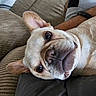 Luna joined the competition — help win amazing prizes! dog, french_bulldog, pet, close_up, couch, indoor, animal, fur, ears, face, snout, resting, brown, tan, person, arm, watching, cute, companion, relaxed