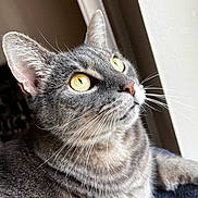 Roxxy joined the competition — help win amazing prizes! cat, gray_tabby, yellow_eyes, whiskers, close_up, window_light, indoor, pet, feline, curious, soft_light, fur, portrait, animal, domestic_cat, face, ears, nose, relaxed, looking_up