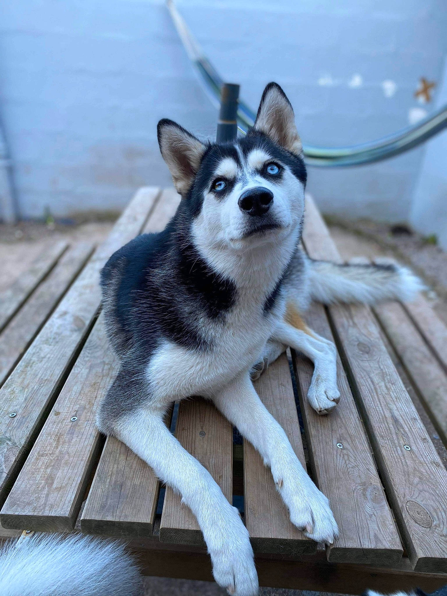 Pinkie a rejoint le concours — aidez-le/la à gagner de superbes lots ! alaskan_klee_kai, alaskan_malamute, canidae, carnivore, dog, dog_breed, east_siberian_laika, jamthund, mammal, miniature_siberian_husky, native_american_indian_dog, northern_inuit_dog, sakhalin_husky, seppala_siberian_sleddog, siberian_husky, sled_dog, snout, tamaskan_dog, vertebrate, wolfdog