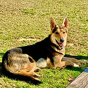 Atlas joined the competition — help win amazing prizes! dog, german_shepherd, grass, outdoor, sunlight, smiling, canine, pet, animal, lying_down, ears_up, collar, friendly, nature, daylight, mammal, tongue_out, relaxed, happy, domestic