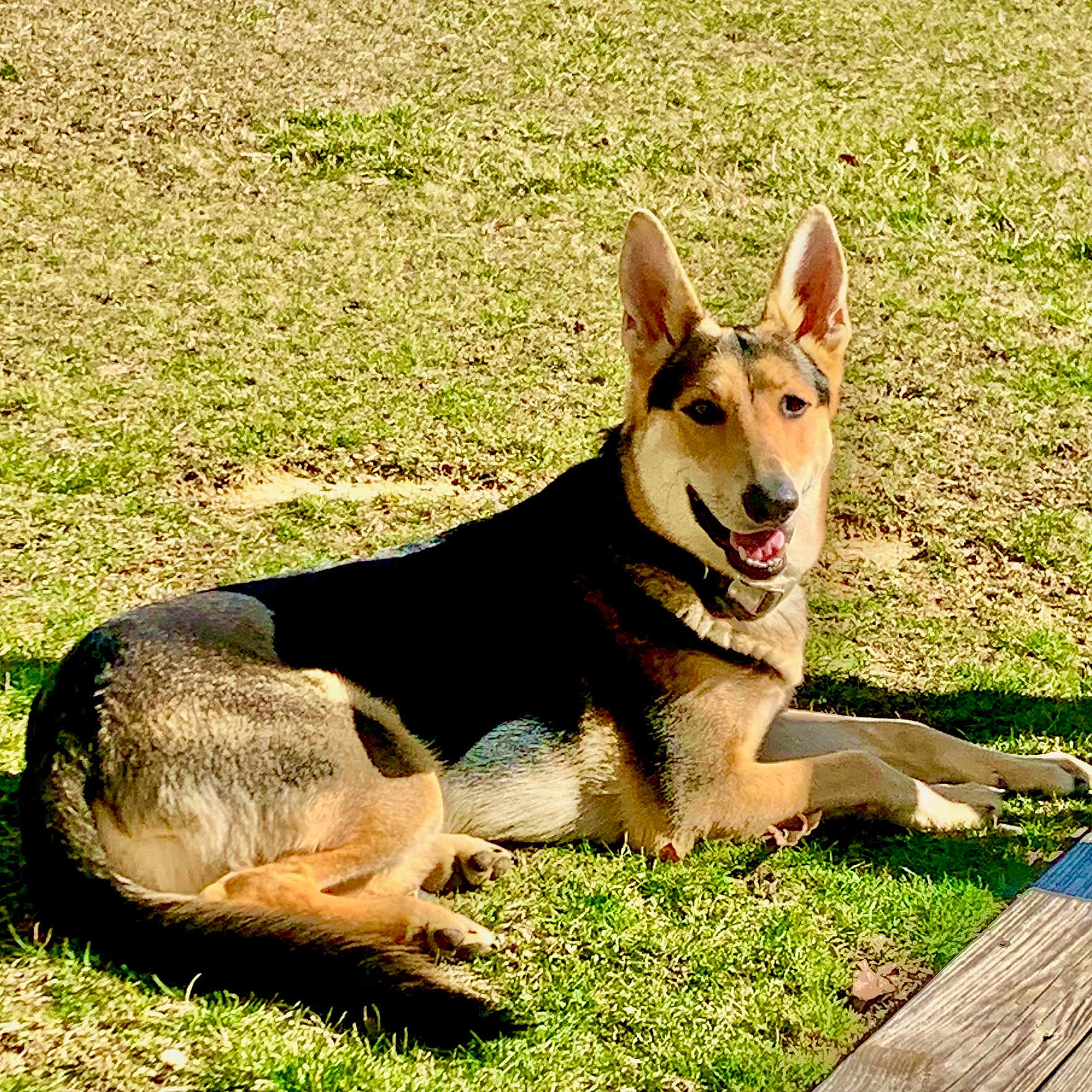 Atlas joined the competition — help win amazing prizes! animal, canine, collar, daylight, dog, domestic, ears_up, friendly, german_shepherd, grass, happy, lying_down, mammal, nature, outdoor, pet, relaxed, smiling, sunlight, tongue_out