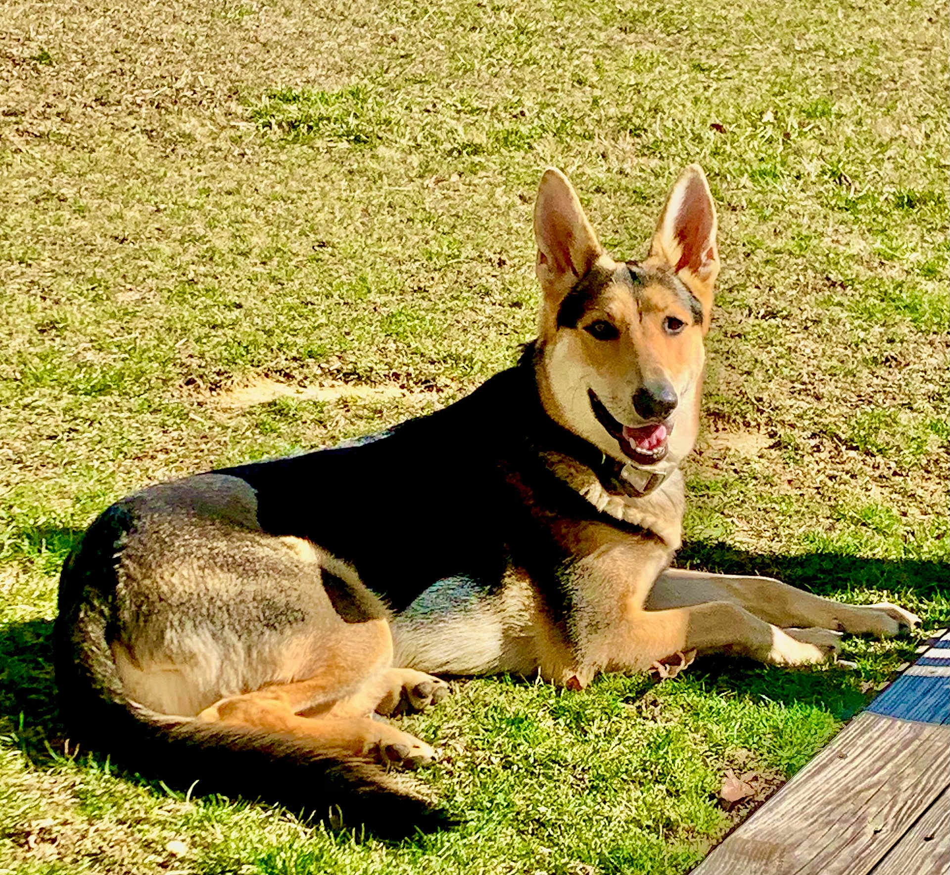 Atlas joined the competition — help win amazing prizes! dog, german_shepherd, grass, outdoor, sunlight, smiling, canine, pet, animal, lying_down, ears_up, collar, friendly, nature, daylight, mammal, tongue_out, relaxed, happy, domestic