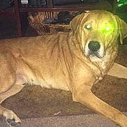 Dozer is registered to the contest to win money with this photo: animal, ball, boxer, bulldog, canine, couch, dog, furniture, goldenretriever, greatdane, hound, labradorretriever, pet, puppy, sport, tennis, tennisball