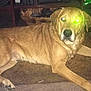 animal, ball, boxer, bulldog, canine, couch, dog, furniture, goldenretriever, greatdane, hound, labradorretriever, pet, puppy, sport, tennis, tennisball