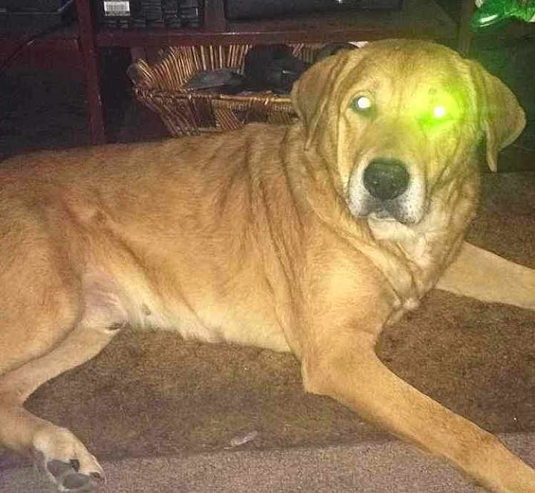 Dozer is registered to the contest to win money with this photo: animal, ball, boxer, bulldog, canine, couch, dog, furniture, goldenretriever, greatdane, hound, labradorretriever, pet, puppy, sport, tennis, tennisball