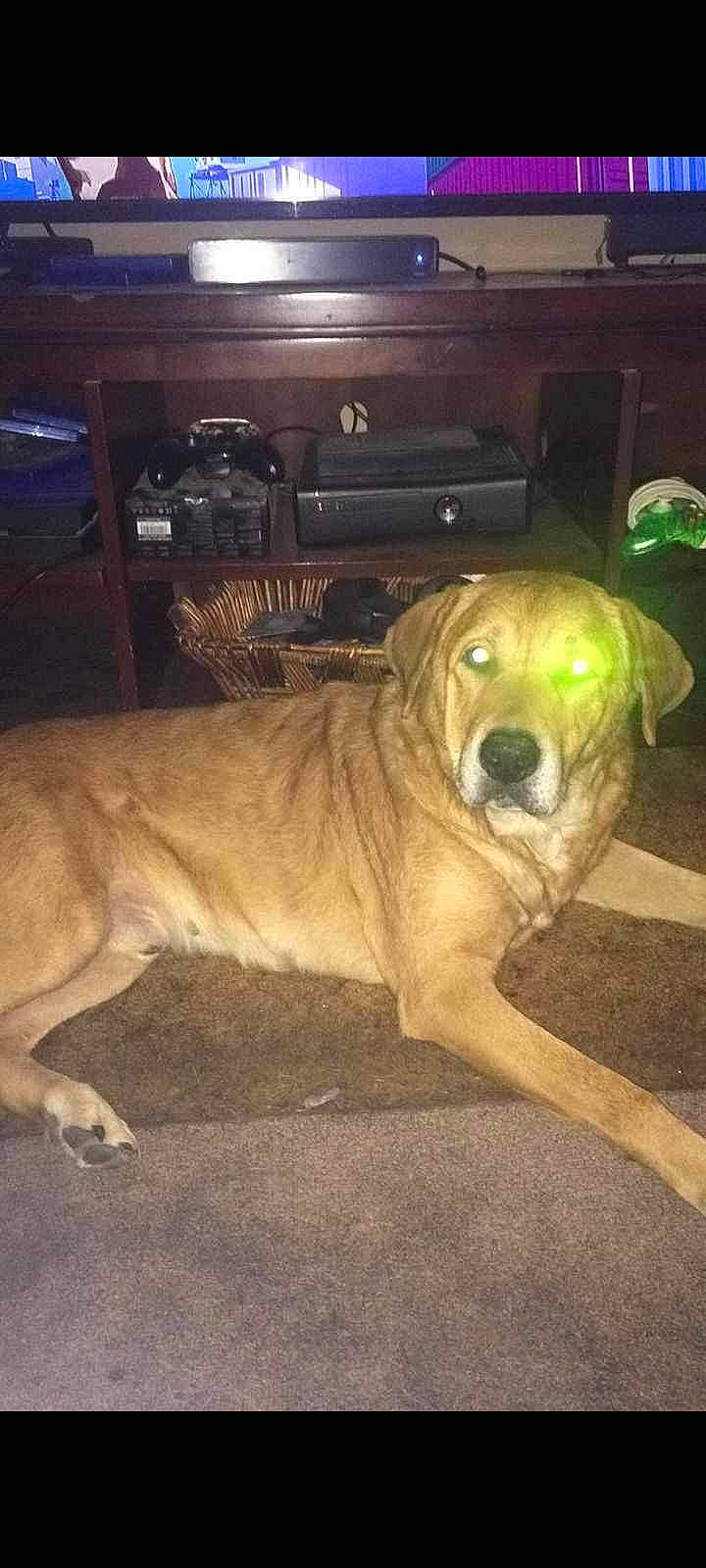 Dozer