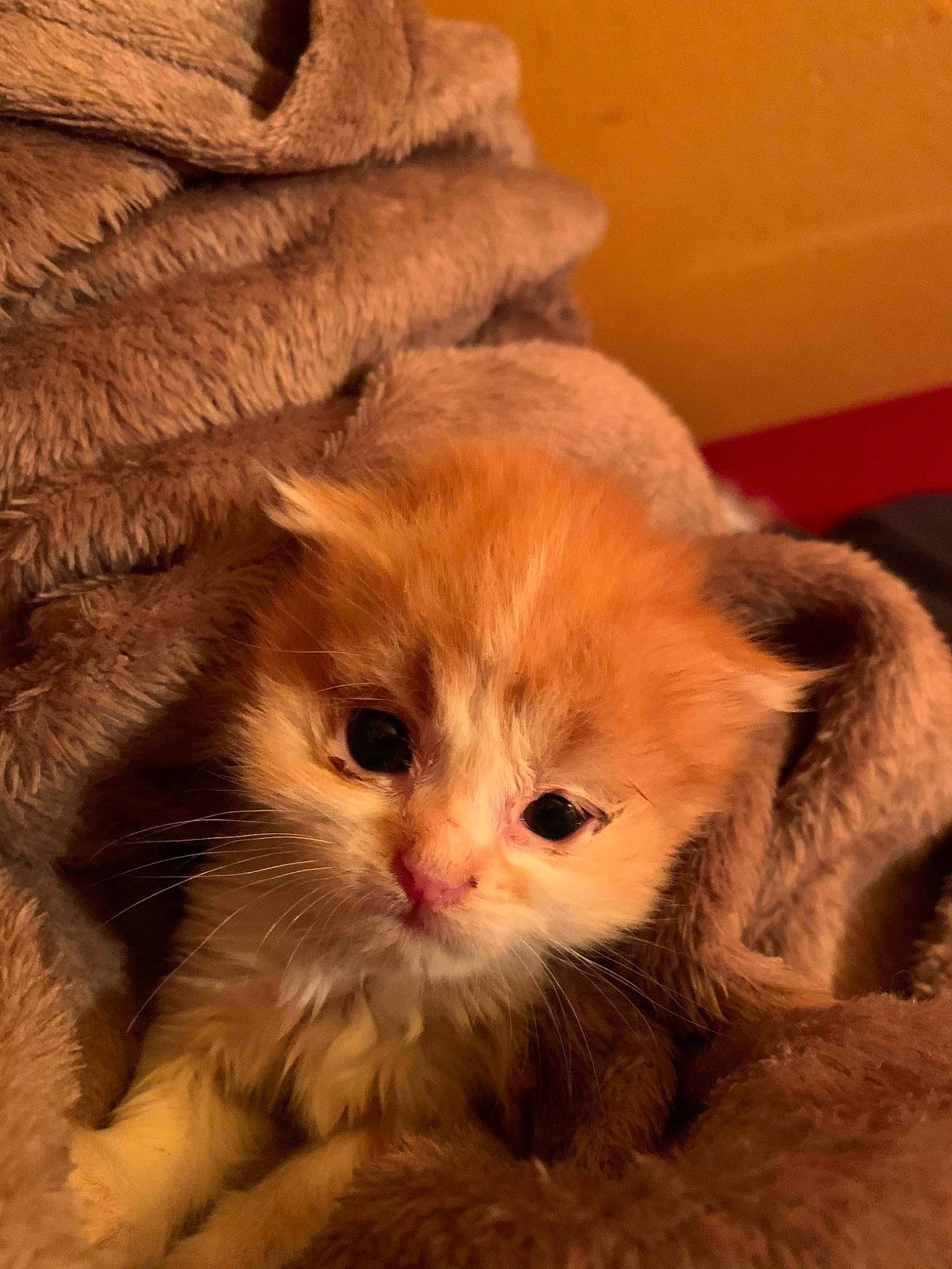 Tigrou participe au concours pour gagner de l'argent avec cette photo : asian_semi_longhair, british_longhair, british_semi_longhair, carnivore, cat, domestic_long_haired_cat, eye, fawn, felidae, fur, kitten, mammal, persian, ragamuffin, selkirk_rex, small_to_medium_sized_cats, snout, whiskers