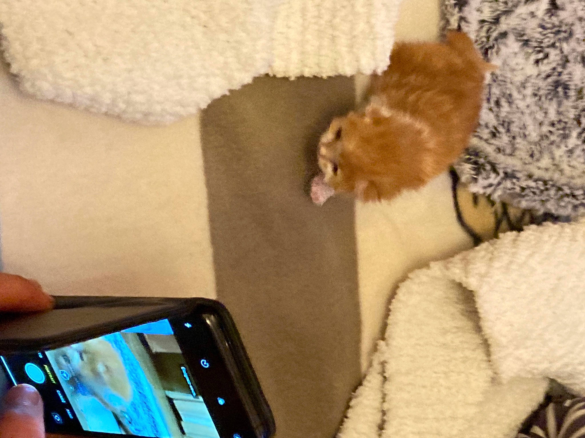 Tigrou participe au concours pour gagner de l'argent avec cette photo : communication_device, electronic_device, fur, gadget, mobile_phone, photography, portable_communications_device, room, selfie, smartphone, technology, textile