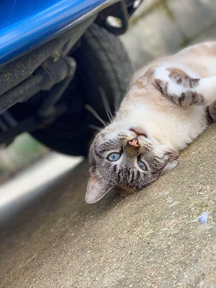 Tigrou a rejoint le concours — aidez-le/la à gagner de superbes lots ! aegean_cat, carnivore, cat, claw, european_shorthair, felidae, kitten, munchkin, norwegian_forest_cat, polydactyl_cat, small_to_medium_sized_cats, tabby_cat, whiskers