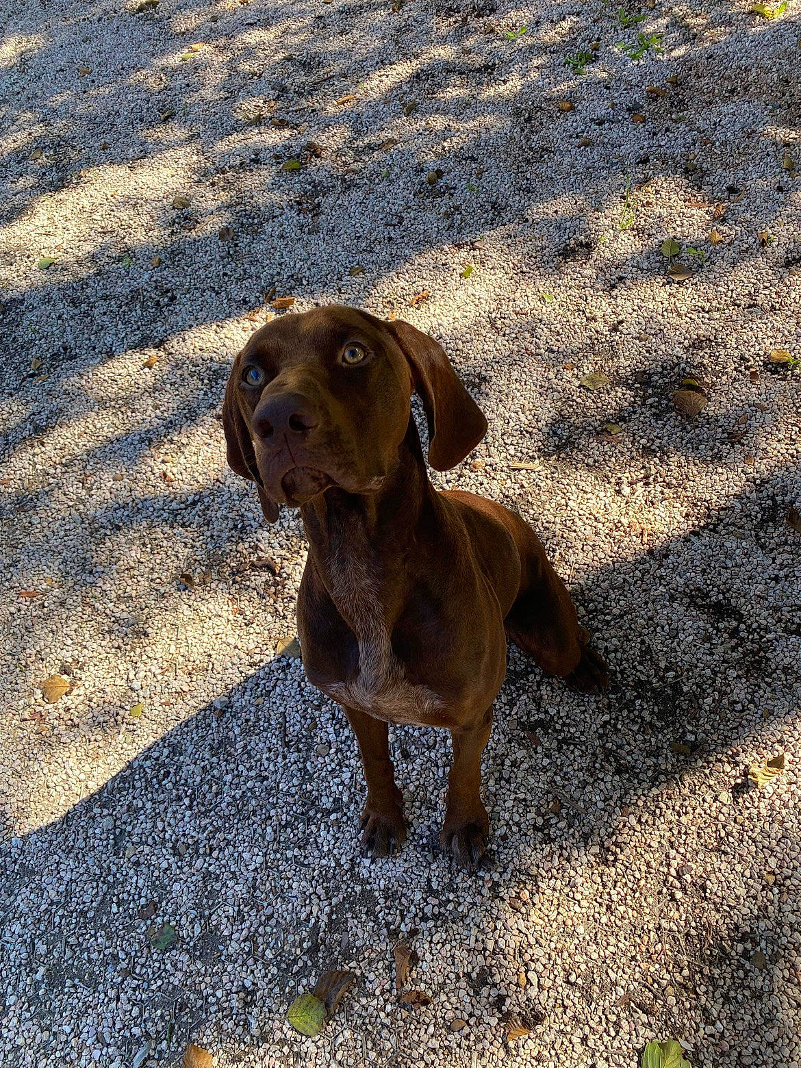 Timon a rejoint le concours — aidez-le/la à gagner de superbes lots ! canidae, carnivore, collar, companion_dog, dog, dog_breed, dog_collar, fawn, grass, gun_dog, liver, plant, road_surface, shadow, snout, soil, sporting_group, tail, terrestrial_animal, working_animal