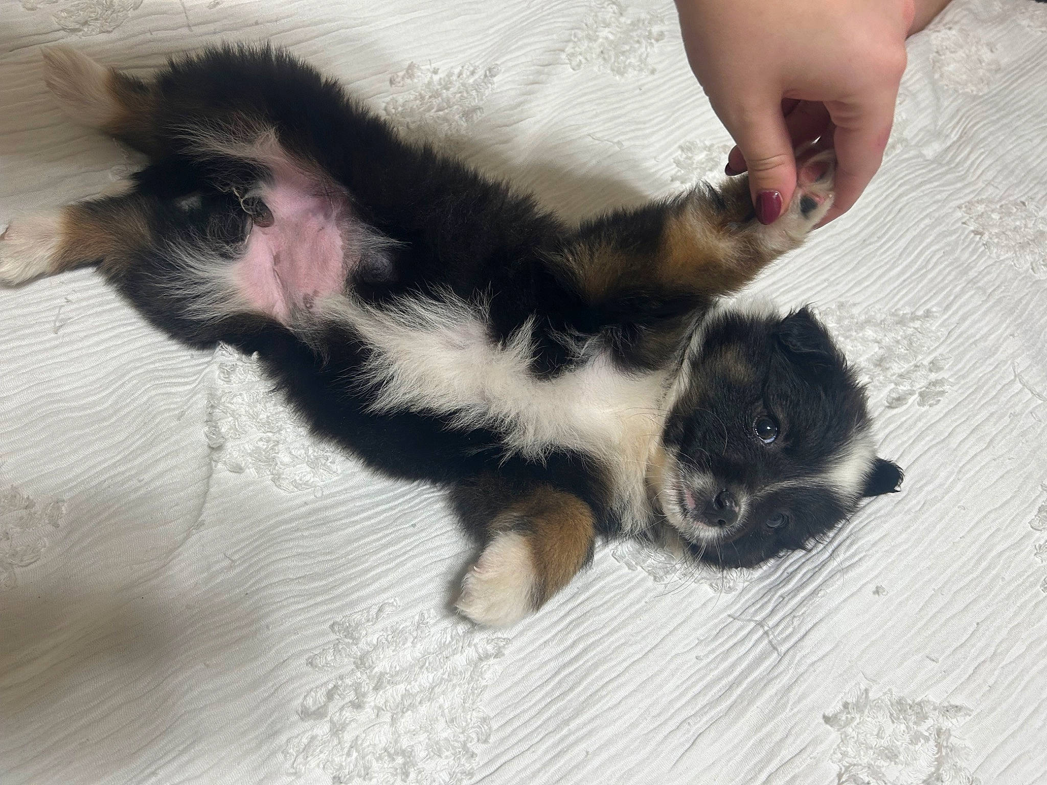 Sadie joined the competition — help win amazing prizes! canidae, carnivore, cat, claw, comfort, companion_dog, dog_breed, domestic_short_haired_cat, felidae, flooring, foot, fur, nail, paw, small_to_medium_sized_cats, snout, sporting_group, tail, toe, whiskers