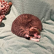 Tiana is registered to the contest to win money with this photo: cat, sleeping_cat, curled_up, plush_toy, giraffe_toy, blanket, teal_blanket, pet, domestic_cat, paws, whiskers, feline, nap, cozy, indoor, soft_texture, collar, stuffed_animal, relaxed, bedding