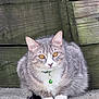 Tiana joined the competition — help win amazing prizes! cat, gray_tabby, feline, pet, whiskers, golden_eyes, collar, bell, porch, concrete, wooden_fence, loaf_position, sitting, paws, fur, ears, close_up, outdoor, portrait, alert